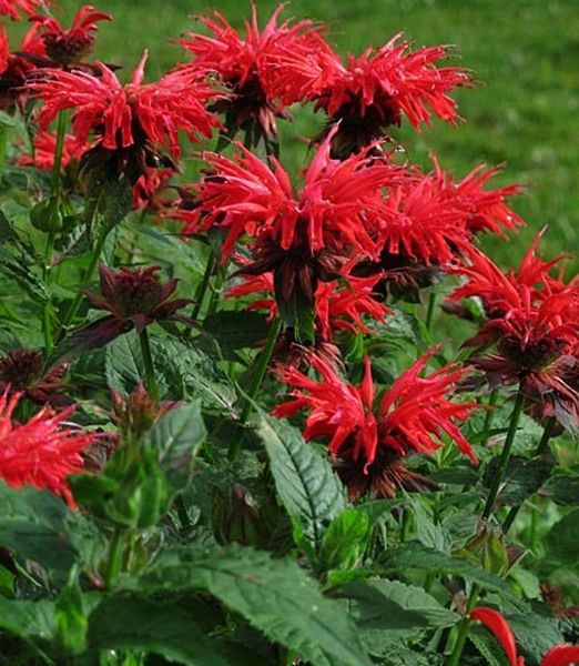 Monarda didyma 'Cambridge Scarlet'